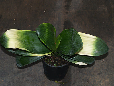 CLIVIA 'LIGHT OF BUDDHA'