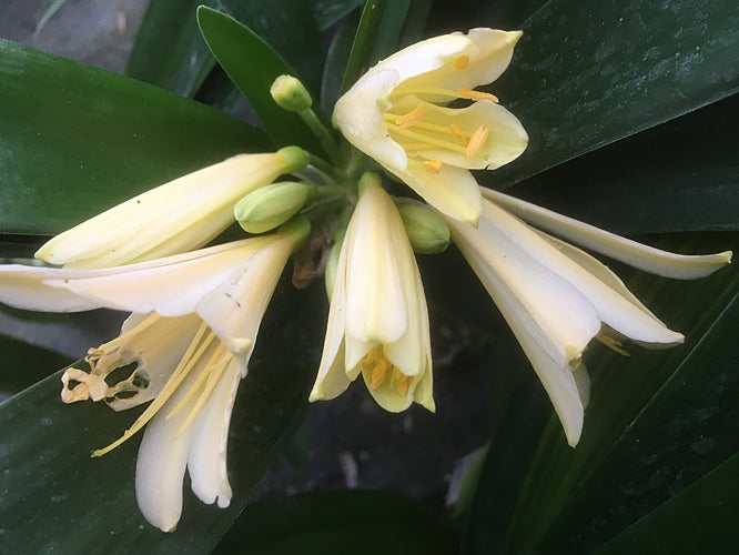 CLIVIA MINIATA 'ABEL CYRTANTHIFLORA' x 'ARTURO'S YELLOW'