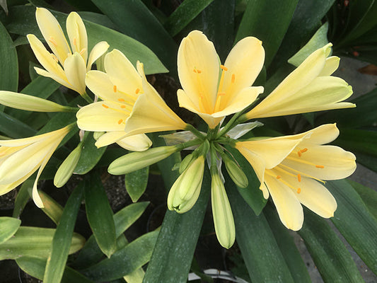 CLIVIA MINIATA 'ARTURO'S YELLOW' x 'YELLOW IS'