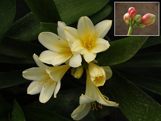 CLIVIA MINIATA 'BIG HORN'