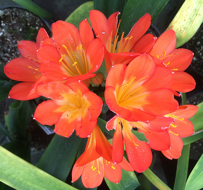 CLIVIA MINIATA BELGIAN HYBRID