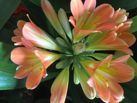 CLIVIA MINIATA 'CALIFORNIA YELLOW' x 'MY LITTLE SISTER ROSITA'