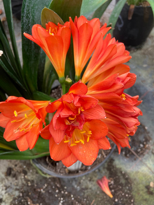 CLIVIA MINIATA 'PIP'