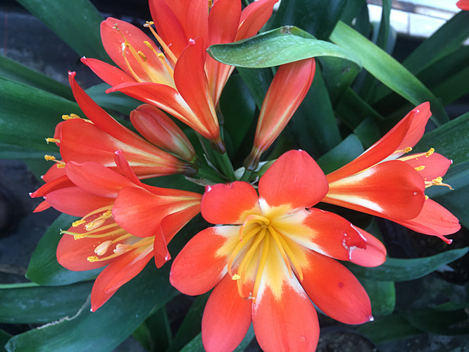 CLIVIA MINIATA GREEN CENTRE