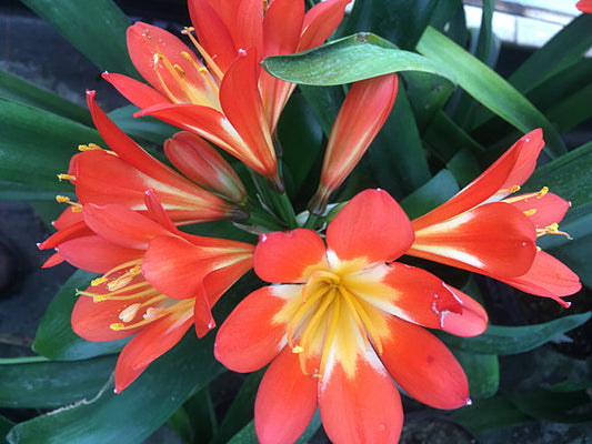 CLIVIA MINIATA GREEN CENTRE