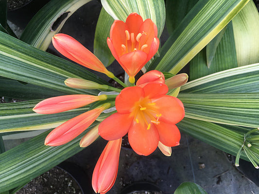 CLIVIA MINIATA 'FRAMED CORAL'