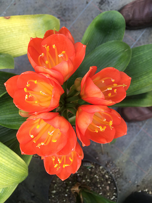 CLIVIA MINIATA 'GREEN THROAT'