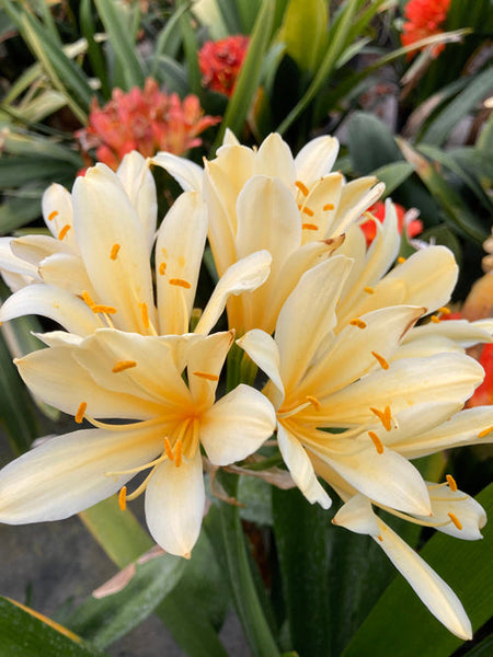 white bush lily CLIVIA MINIATA 'MILK WHITE' – Cotswold Garden Flowers