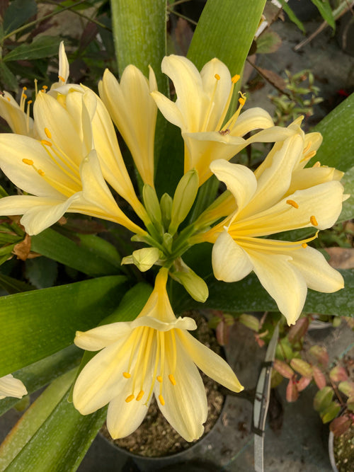 CLIVIA MINIATA 'PERCY'
