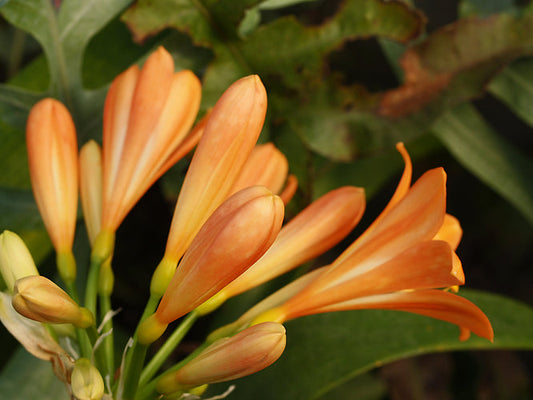 CLIVIA MINIATA pastel orange