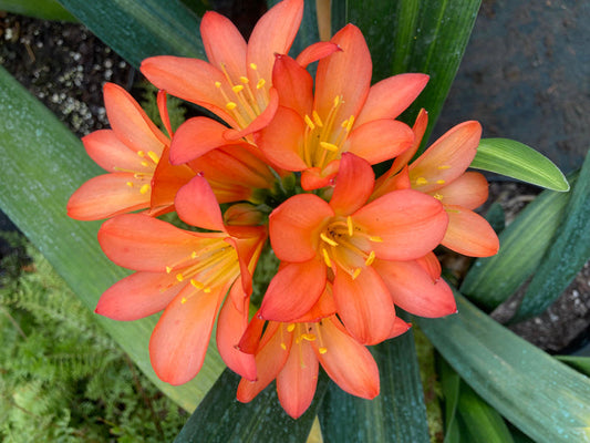 CLIVIA MINIATA 'PATSY'