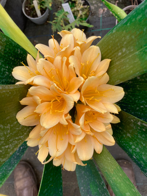 CLIVIA MINIATA 'PAUL'