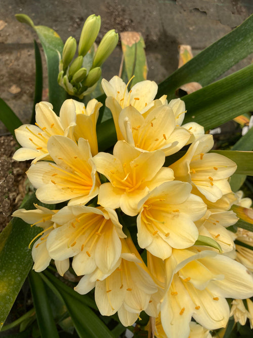 CLIVIA MINIATA 'PEGGY'