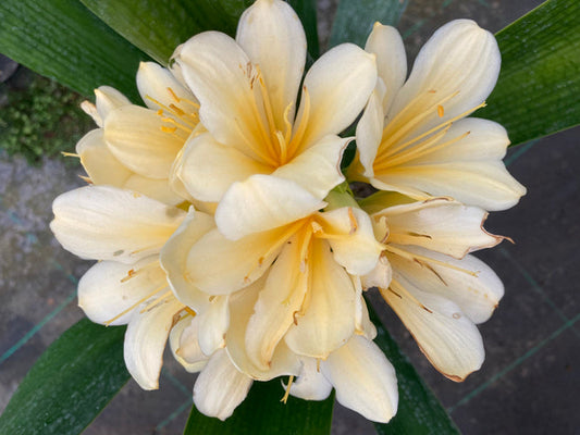 CLIVIA MINIATA 'PETER'