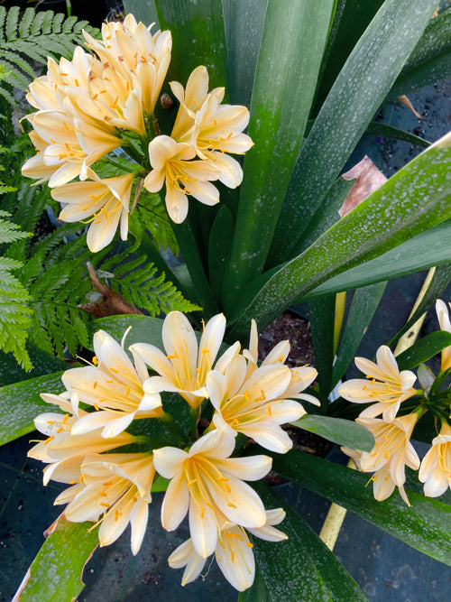 CLIVIA MINIATA 'PHILIP'