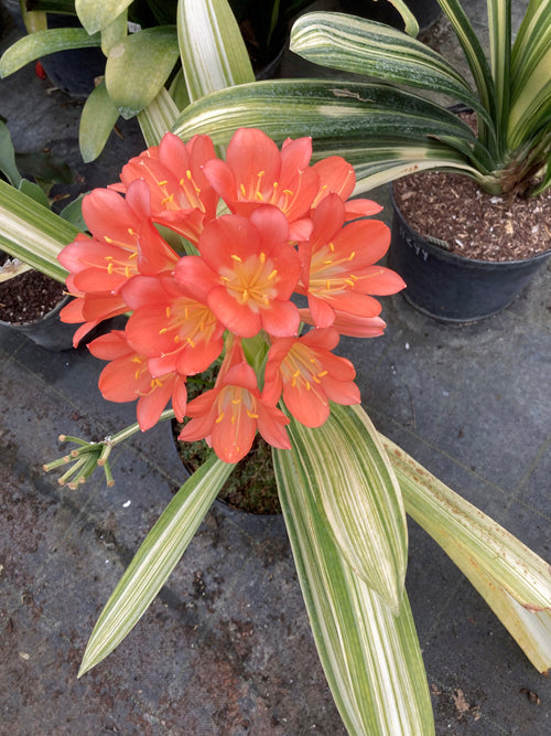 CLIVIA MINIATA VARIEGATED