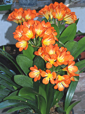 CLIVIA MINIATA