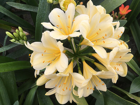 CLIVIA MINIATA var.CITRINA