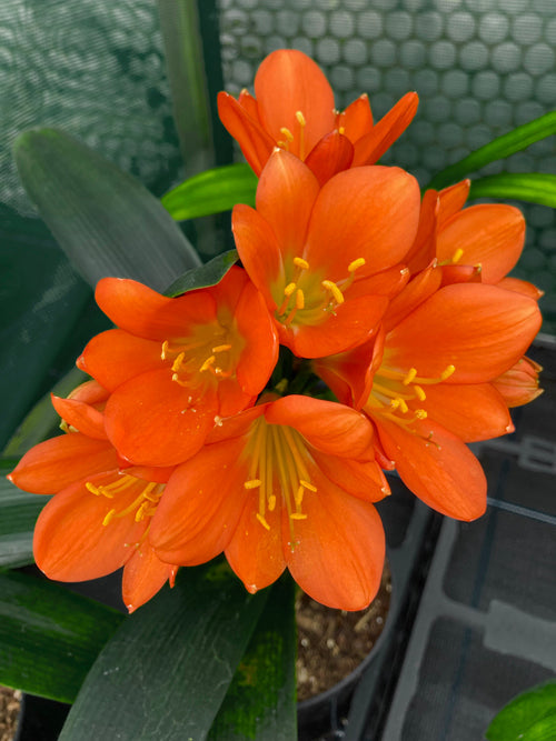 CLIVIA 'RICHARD'