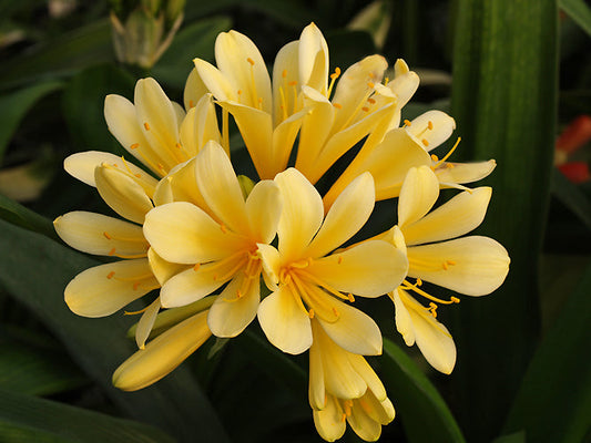CLIVIA 'SAN MARCUS YELLOW' x 'SOLOMONE YELLOW'