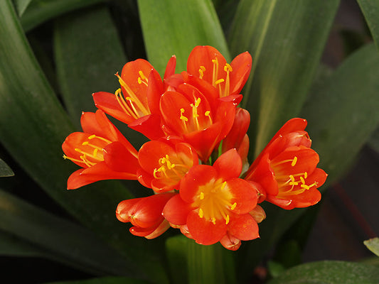 CLIVIA MINIATA 'TERRACOTTA TREASURE'