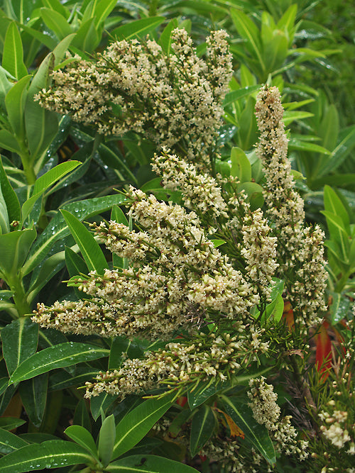 COLLETIA HYSTRIX RCB RA-S-3