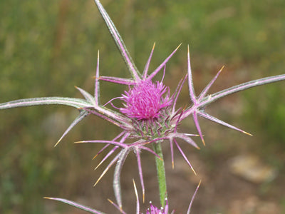 CNICUS SYRIACUS RCB RL-2