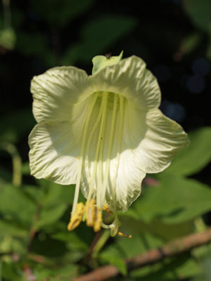 COBAEA PRINGLEI CD&R 1323