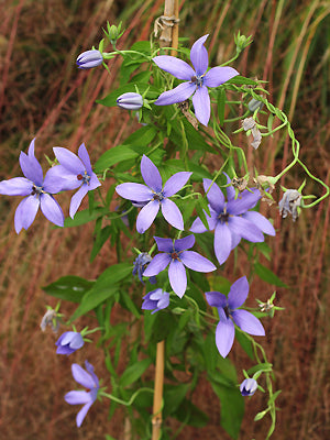 CODONOPSIS FORRESTII