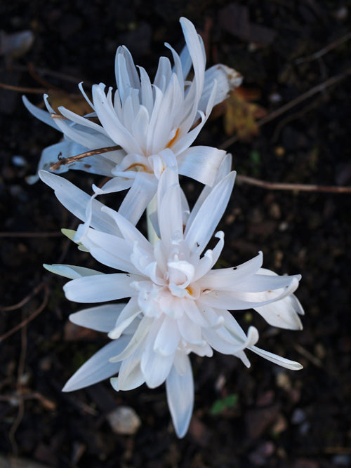 COLCHICUM AUTUMNALE 'ALBOPLENUM'