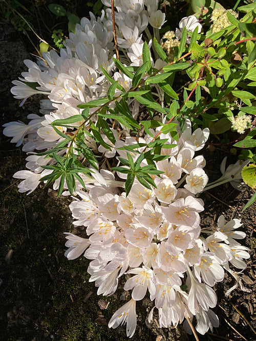 COLCHICUM x BYZANTINUM 'INNOCENCE'