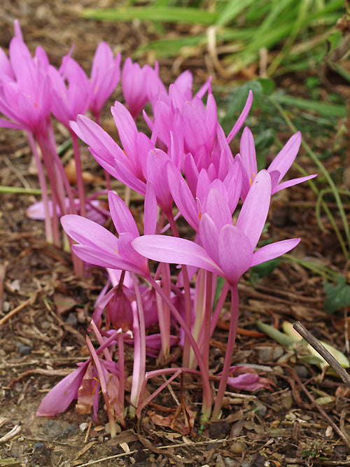 COLCHICUM AUTUMNALE 'NANCY LINDSAY'
