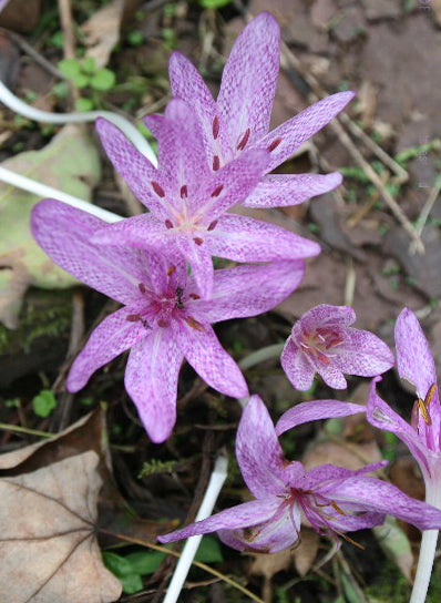 COLCHICUM x AGRIPPINUM