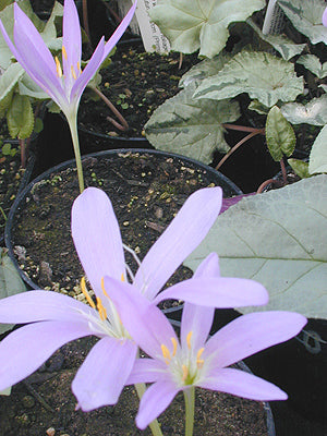 COLCHICUM BOISSIERI HS 2192