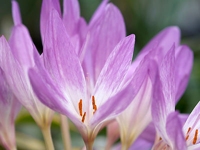 COLCHICUM 'THE GIANT'