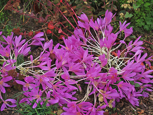 COLCHICUM 'LILAC WONDER'