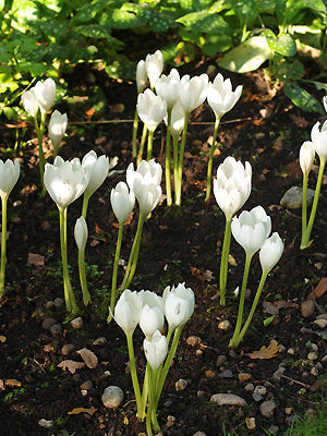 COLCHICUM SPECIOSUM 'ALBUM'