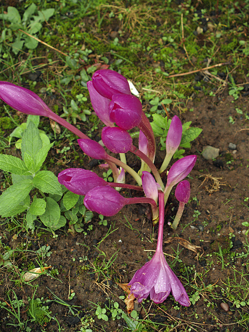 COLCHICUM SPECIOSUM 'ATRORUBENS'
