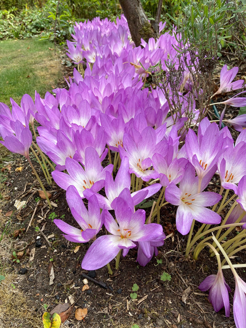 COLCHICUM SPECIOSUM
