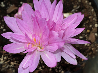 COLCHICUM 'WATERLILY'