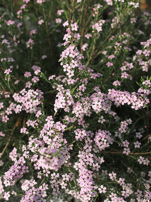 COLEONEMA PULCHELLUM 'PINK FOUNTAIN'