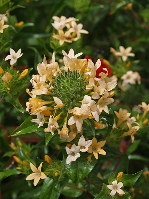 COLLOMIA GRANDIFLORA