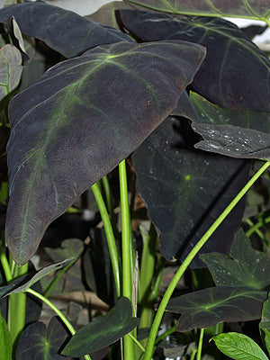 COLOCASIA ESCULENTA 'ILLUSTRIS'