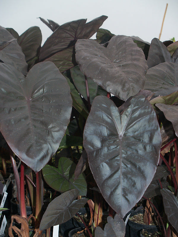 COLOCASIA ESCULENTA 'DIAMOND HEAD'