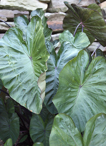 COLOCASIA ESCULENTA 'HILO BAY'