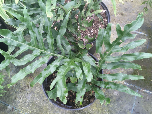 COLYSIS ELLIPTICA PB 04-362