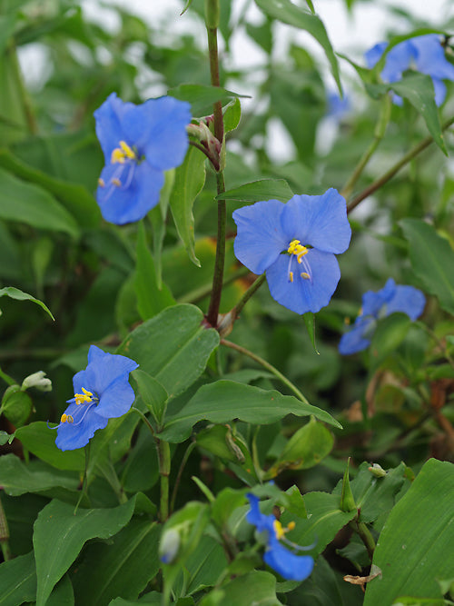 COMMELINA ROBUSTA