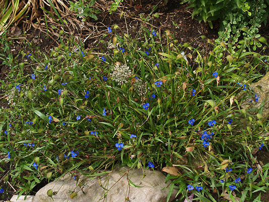 COMMELINA DIANTHIFOLIA