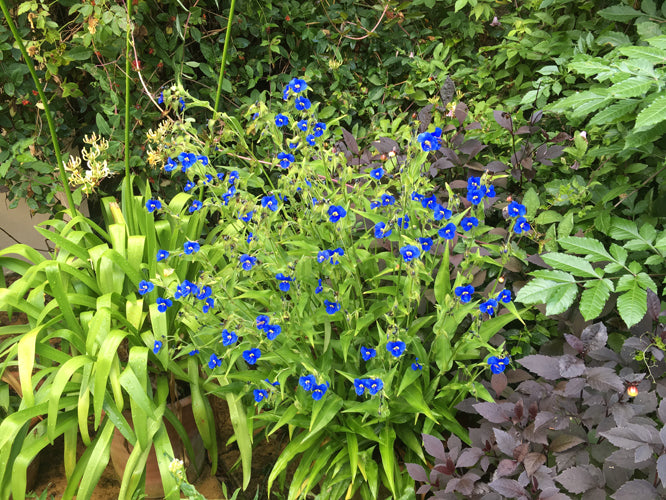 COMMELINA TUBEROSA