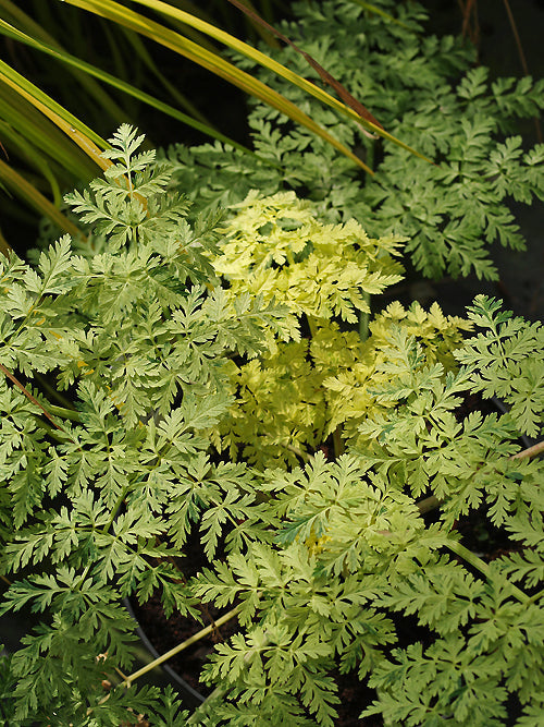 CONIUM MACULATUM 'GOLDEN NEMESIS'